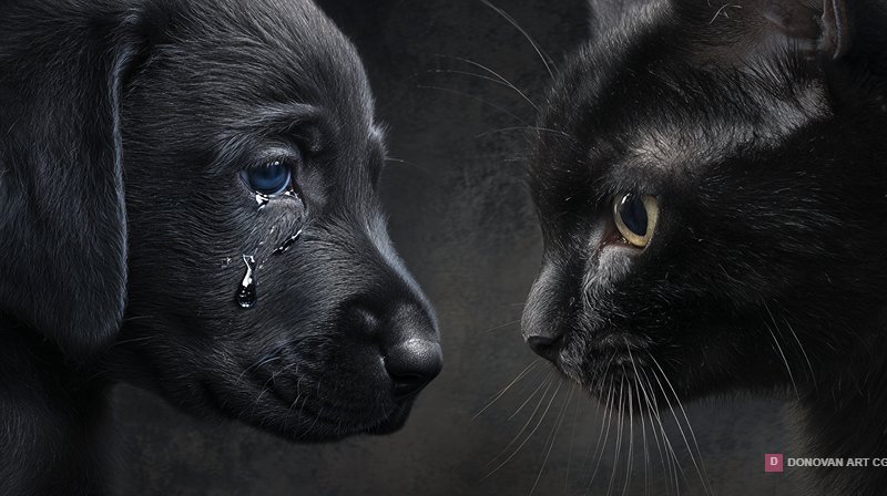 Heartbreaking Bond of Abandoned Companions