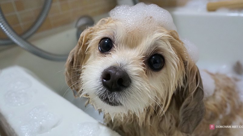 Adorable Fluffy Puppy Bath Time with Bubbles
