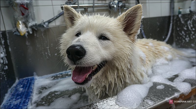Happy White Fluffy Dog Enjoying Bubble Bath