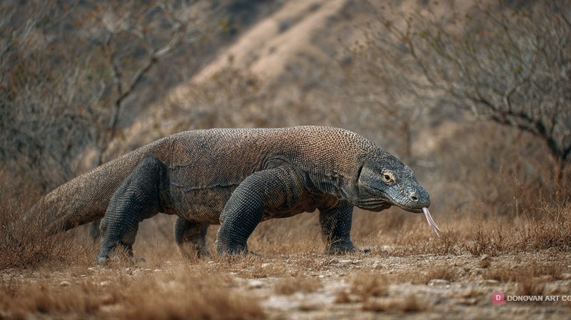 ไดโนเสาร์โคโมโดในธรรมชาติ